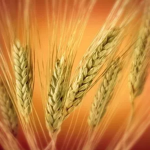 Пшеница твердая,  750 тонн,  г. Костанай