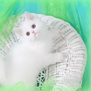 Белый персидский котенок для приютить