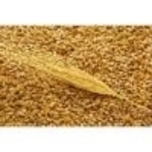 Пшеница экспорт Россия