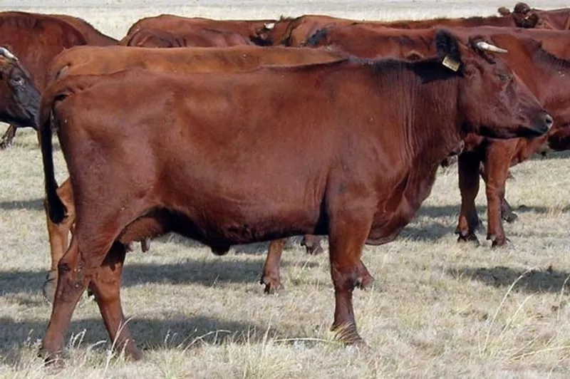 Продам табун коров                                                     3